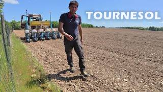 Ouf, les tournesols se sont bien semés - 2025