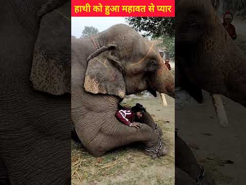 हाथी को हुआ महावत से प्यार #viralhathi #viralvideo #youtubeshorts #vairalreels #shorts #shortvideo
