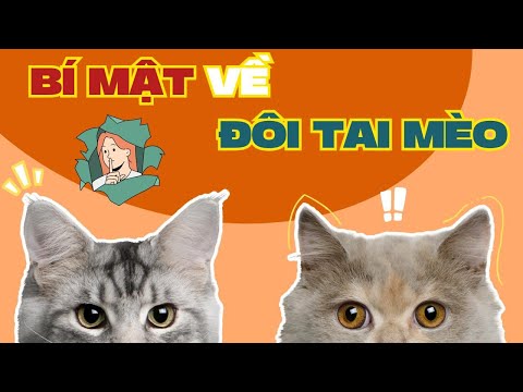 Những bí mật về ĐÔI TAI MÈO 😮 #Meow