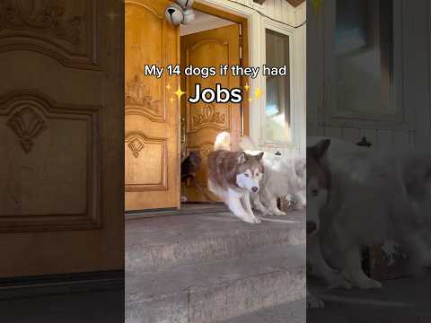 If your dog had a job, what would it be? ๐ค๏ฟผ#dogsofyoutube