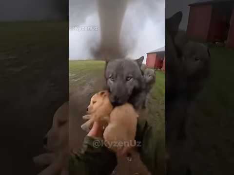 During Tornado, 3 Wolves Took My Golden Retriever From The Farm - Rescue Mission 🐺🌪️