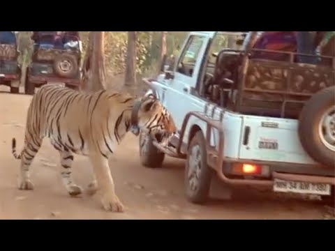 Why Tigers Don't Attack Tourists In Open-top Jeeps