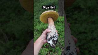Gigantic Boletus Edulis - Mushroom Hunting #shorts #mushroom