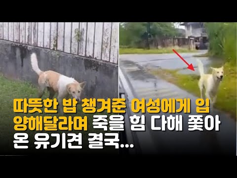 따뜻한 밥 챙겨준 여성에게 입양해달라며 죽을 힘 다해 쫓아 온 유기견은 결국....