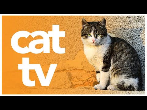 CAT TV | Relaxing Video for Cats to Watch  🌈 Inclusive Cat Entertainment Experience!