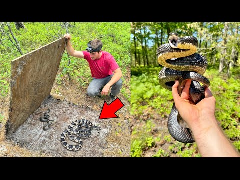 Rattlesnake in a Tire! - Finding a Pine Snake and Rare Frogs!