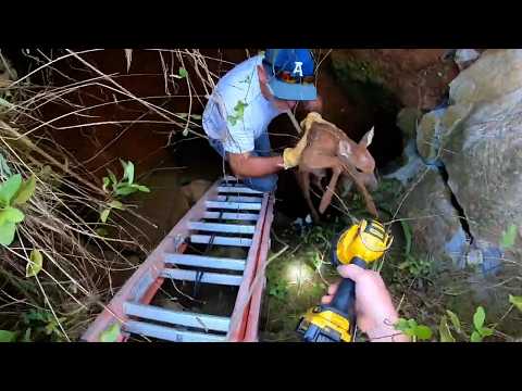 Incredible Animal Rescue Moments | Best Animal Rescue Videos