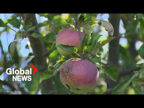 YouTube video thumbnail: “Any Rain Now Won’t Help”: Atlantic Canada Farmers Struggling With Drought Conditions