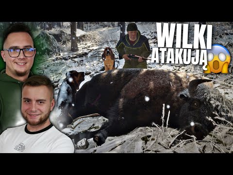 WILKI ZAATAKOWAŁY BOLKA 😱 NOWE REJONY MAPY & NOWA ZWIERZYNA 🐻 TheHunter: COTW [MP] 🐶 MafiaSolecTeam