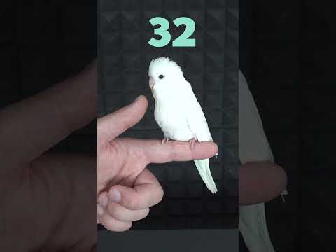 Muhabbet Kuşu Yavrusu 32 Günlük Gelişimi #shorts