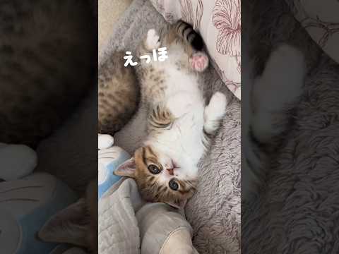꒰ 400万再生突破🐾꒱えっほえっほ❕アンパンマンはつぶあんって伝えなきゃ🍞🫘 #cat #kitten #猫 #子猫 #猫のいる暮らし