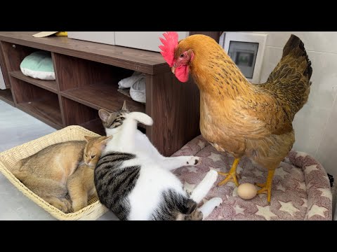 The kitten watches the hen lay eggs, and the hen and kitten sleep together.  cute animal videos?