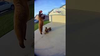 Bear fun with baby #funny #babybear #funnyshorts #sora2 #animals #aivideo