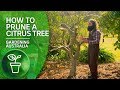Citrus Tree Pruning and Grafting