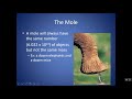 Atomic Mass and Molar Concepts