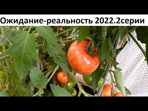 Ожидание - реальность 2022 Две серии