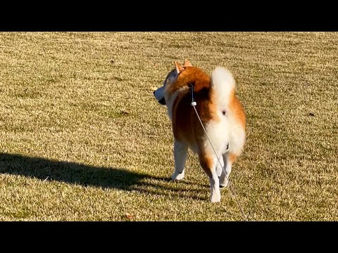 朝一で向かった広場が貸し切りで、普段よりプリケツ歩きに気合が入る柴犬