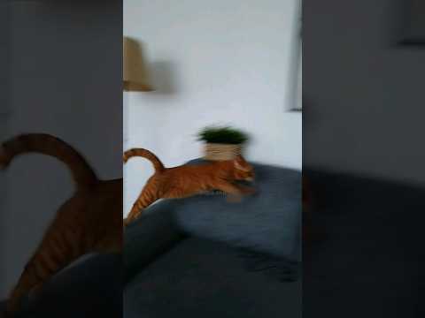 ❤Кот Артём❤