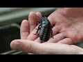Madagascar Hissing Cockroaches: Hissing Mechanism