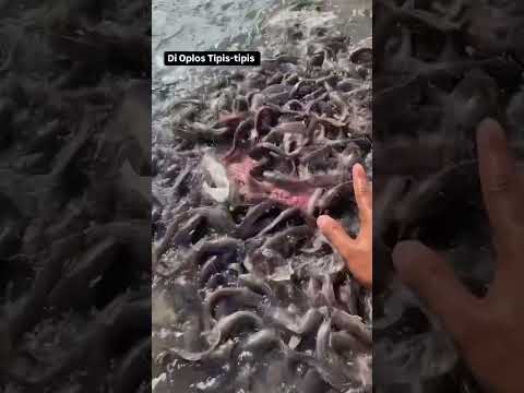 Pakan alternatif lele budidaya lele untung gede pengusaha muda #kolamikan #hobbyikan #ikan #fishing