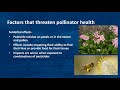 Impact of Pesticides on Bees