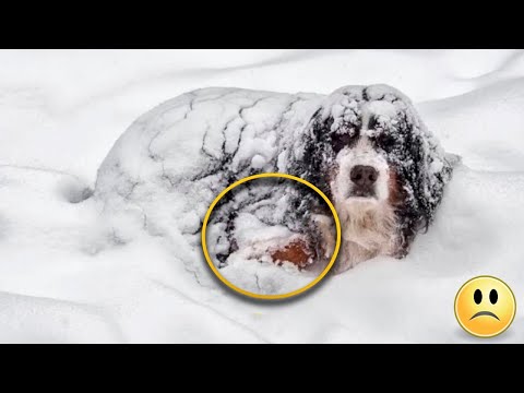 Der Mann sah den gefrorenen Hund an, als er plötzlich die herausspringende Hand sah!
