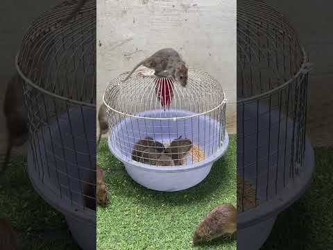 Best trap at home/good mouse trap #mousetrap #mouse #rat #rattrap #trap