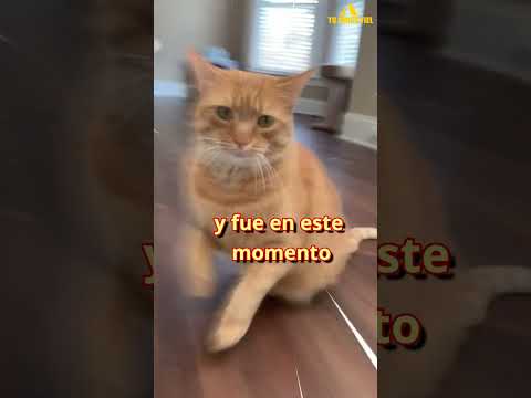 ESTA GATA NARANJA SOLO AMA A UNA PERSONA... | Tu Amigo Fiel