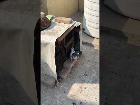 😂😂 #foryou #pigeon #bird #viralvideo #birds #kabootar #shortviral #fyp