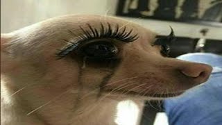 Memes that will make you cry of joy 😭