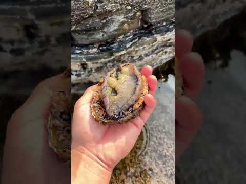 ¿Se puede recoger esto? #popular #science #usa #curiosidades