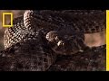 Rattlesnake Behavior and Biology