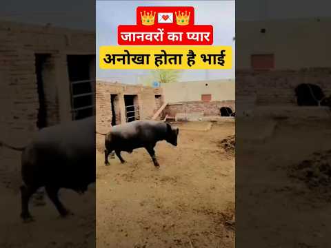 जानवरों #का #प्यार# सबसे #अनोखा# होता #है#भाइयों# new #muraa#jota#trendingshorts #shortsviral