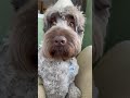 Understanding the Dog's Name