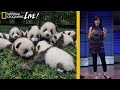 Panda Conservation Efforts in China
