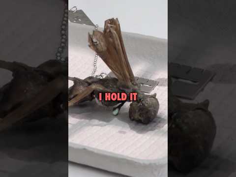 ￼Mummified “fairy” found in Mexico. #ninjasarebutterflies #mummy #fairy #mexico #hoax