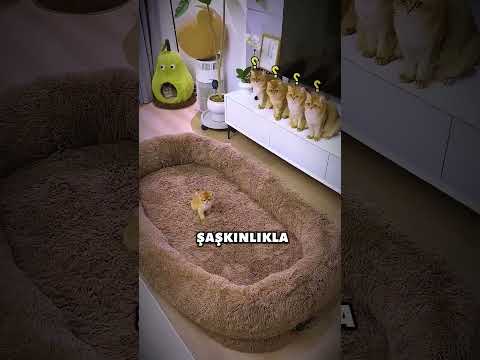 Kediler Yatağını Beğenmezse...