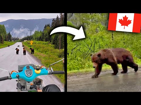 QUEDO RODEADO DE OSOS GRIZZLYS EN MEDIO DE LA CARRETERA👀😱 | CANADÁ🇨🇦