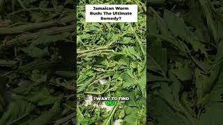 Jamaican Worm Bush (Semi Contract | Epazote): Powerful Natural Remedy for Worms! 🐛 #shorts