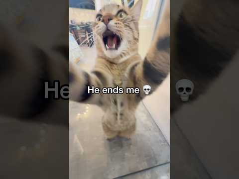Cat decided to end me! #cat