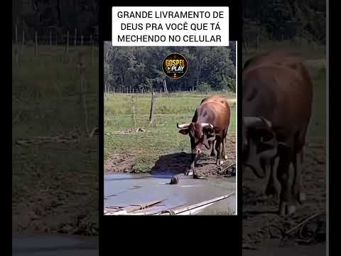 #Grande #Livramento de Deus
