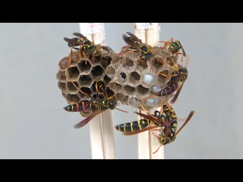 ハチの巣にハチの巣をぶつけた結果…