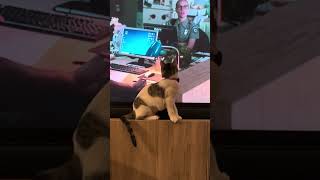 Bailey likes Zombies