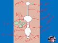 Digestive System Functions and Processes