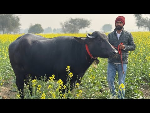 ख़ूबसूरत भैंसों का मेला - super duper beautiful buffaloes available for sale