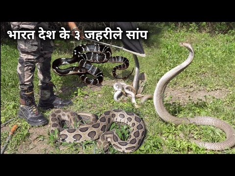 भारत देश के 3 सबसे जहरीले सांप, 3 Most venomous snake in india. watch full video