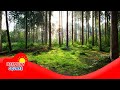 Plant Biology and Photosynthesis Concepts