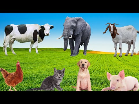 Lovely Animals Collection: Cats, Cows, Dogs, Elephants, Pigs, Chickens, Rabbits, Ducks