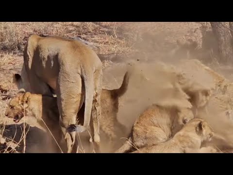 lion cubs eating zebra splashing sand by her mother video