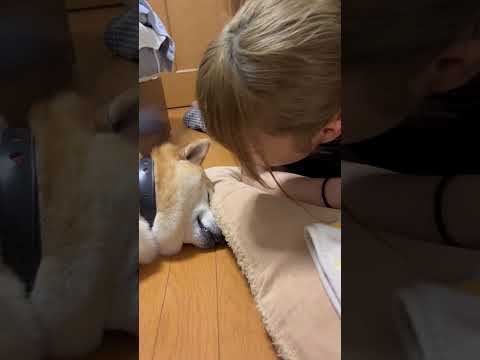 柴犬福 姉に絡まれため息つく柴犬🤣Sister and Shiba🤣#shorts #姉と柴 #funny #funnydog #dogshorts #shiba #柴犬 #시바견